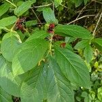 Lonicera involucrataBlad