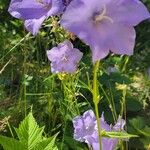 Campanula persicifoliaKukka