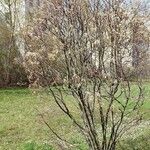 Amelanchier × lamarckii Облик