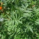 Tagetes erecta Leaf