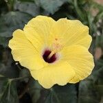 Hibiscus ovalifolius Blodyn