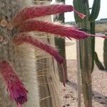 Cleistocactus strausii Floare