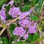 Duranta erecta花