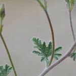 Convolvulus althaeoides Blad