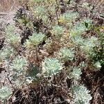 Artemisia thuscula Leaf