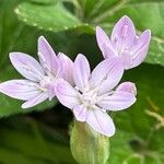 Allium unifolium 花