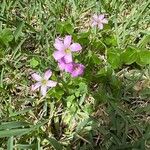 Oxalis debilisКвітка