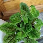 Pilea involucrata Агульны выгляд