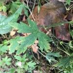 Geranium sibiricum Lehti