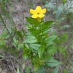 Lithospermum canescens Flower