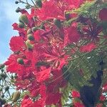 Delonix regia Цветок