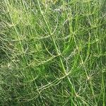 Equisetum giganteum Ліст