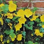 Fremontodendron californicum 花