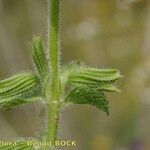 Salvia viridis Bark