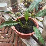 Spathiphyllum floribundumFuelha