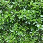 Ilex vomitoria List