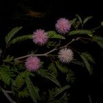 Mimosa tricephala Hábito