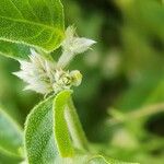 Alternanthera ficoidea Voninkazo