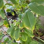 Prunus serotinaFuelha