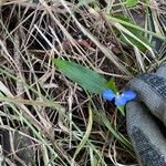 Commelina cyanea Hoja