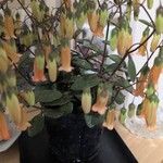 Kalanchoe manginii Цвят