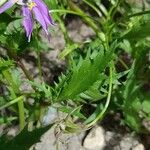 Isotoma axillaris Folha