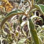 Solanum elaeagnifolium Leaf