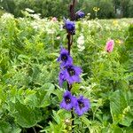 Delphinium formosum Blüte