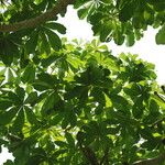 Cussonia brieyi Folha