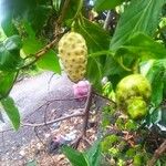 Morinda citrifolia Fruitua