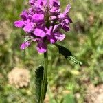 Betonica officinalisCvet