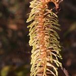 Faurea rochetiana Blüte