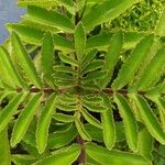 Bryophyllum proliferum List