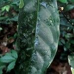Diospyros bipindensis Hoja