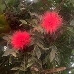 Brownea rosa-de-monte Flower