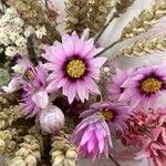 Rhodanthe manglesii Flower