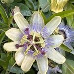 Passiflora caeruleaFlower