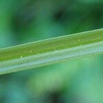 Carex leersii Φλοιός