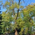 Juglans nigra Libunga