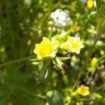 Linum strictum Flower
