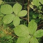 Rubus calvus Hoja