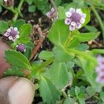 Phyla nodiflora ഇല