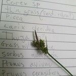 Carex pilulifera Çiçek