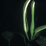 Dieffenbachia elegans Žiedas