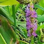 Pontederia hastata Flower