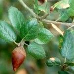Quercus agrifolia Fruto