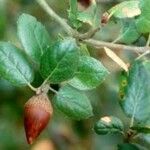 Quercus agrifolia ഫലം