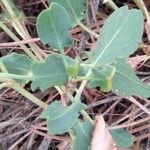 Rumex roseus Hoja