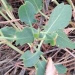 Rumex roseus Leaf