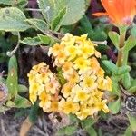 Abronia latifolia Flower